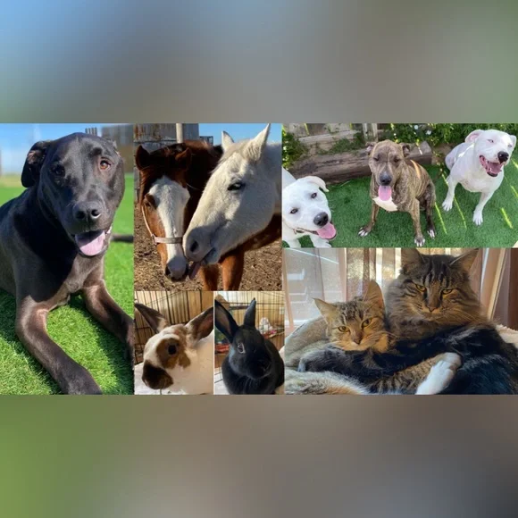 🧡MORE ABOUT OUR NONPROFIT🧡THANK YOU FOR YOUR SUPPORT! - Picture 9 of 16